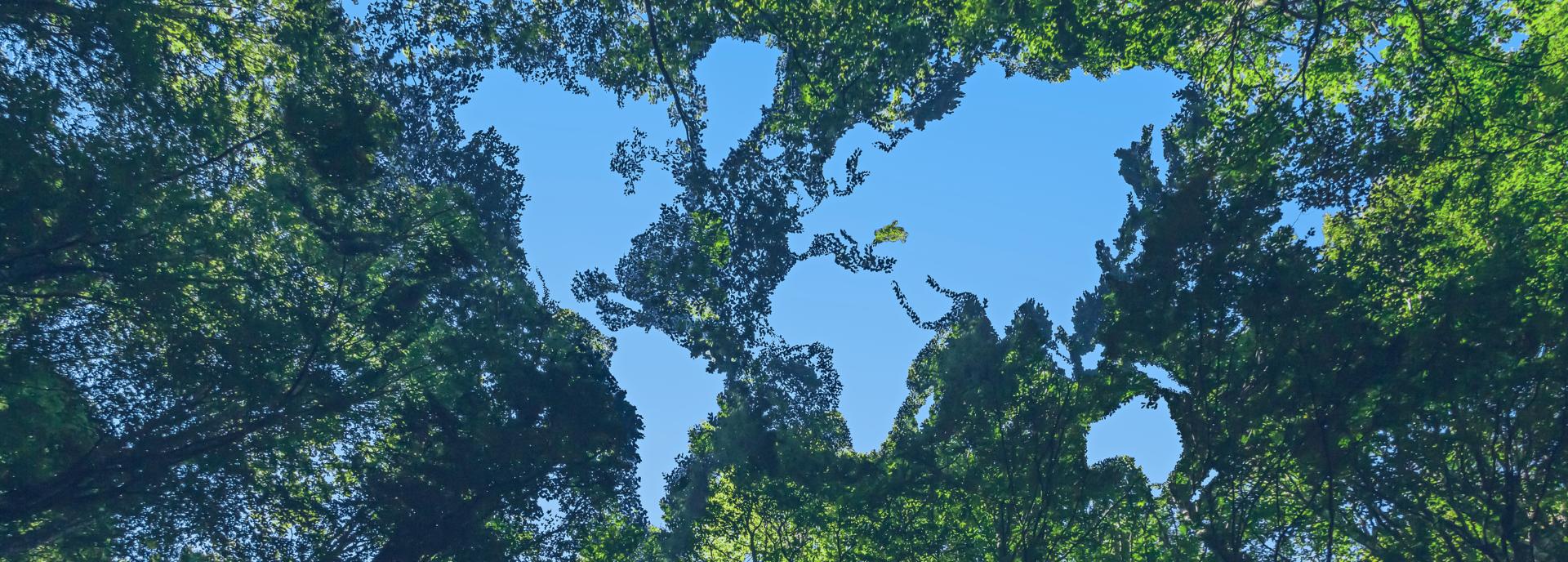 Sistema de Gestão Ambiental (ISO 14001)